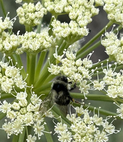 iNaturalist observation photo of Vancouver Bumble Bee