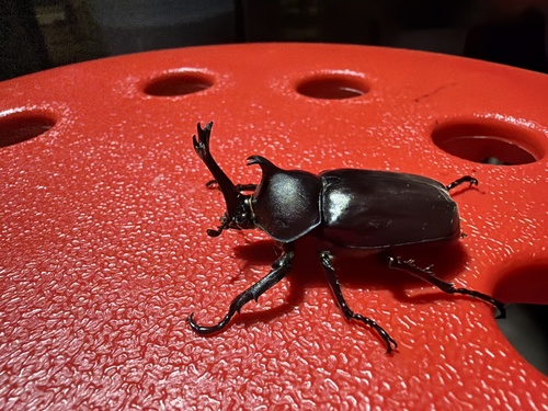 Japanese Rhinoceros Beetle