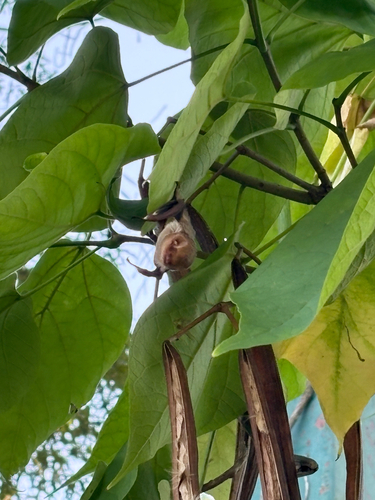 Eastern Red Bat observed by jaredbennett3