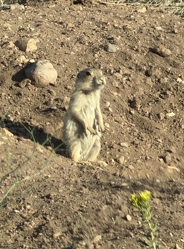 Gunnison's Prairie Dog observed by tadamcochran
