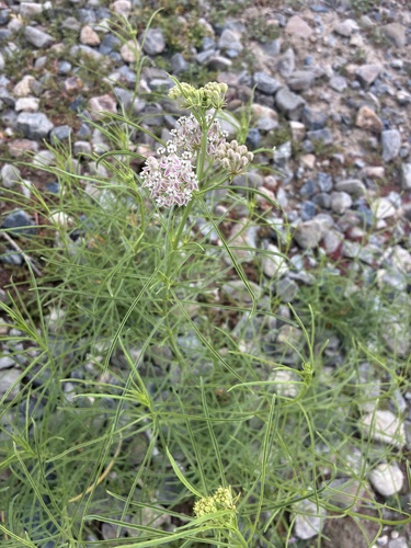 narrowleaf milkweed