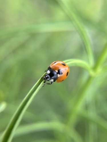 Seven-spotted Lady Beetle