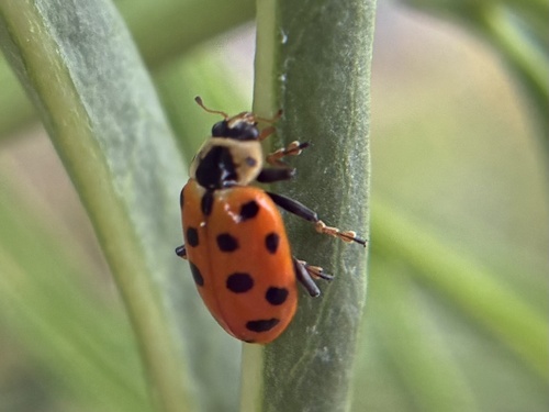 Thirteen-spotted Lady Beetle