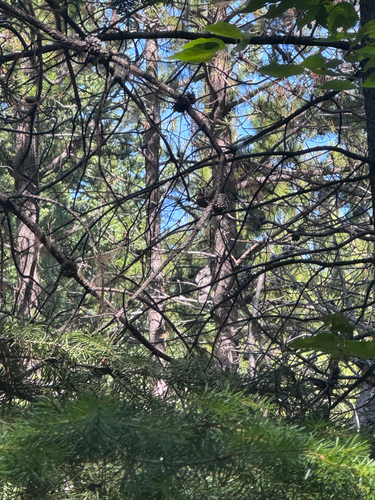 Sharp-shinned Hawk observed by nbeaudoin