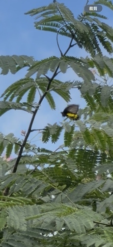 Golden Birdwing