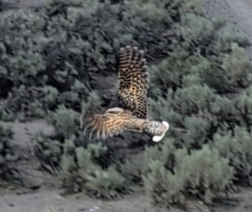 Common Poorwill observed by carsonlambert