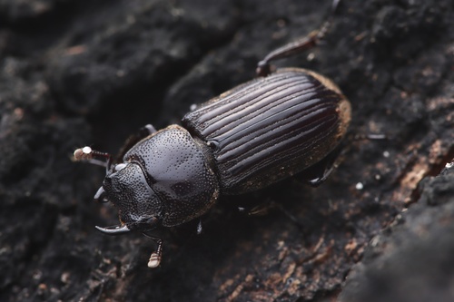 Aegus fukiensis