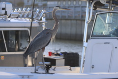 Great Blue Heron