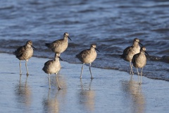 Willet