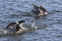 California Brown Pelican