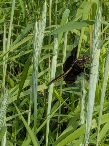 Widow Skimmer