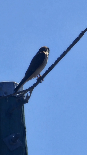 Nankeen Kestrel