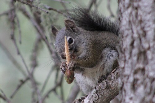 Fremont's Squirrel observed by adair_bock