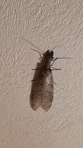 Corydalus luteus