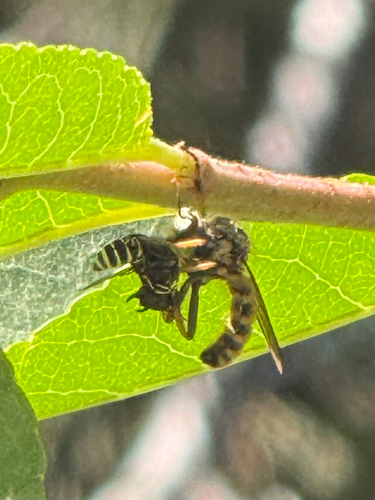 iNaturalist observation photo of Callinicus