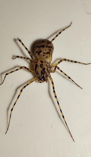 Common Spitting Spider