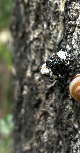 Eucryptorrhynchus brandti