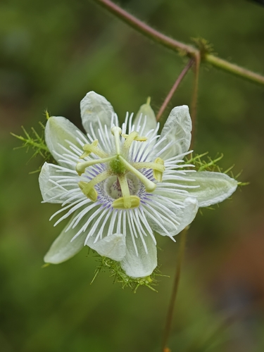 Stinking Passionflower