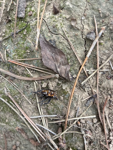 Spotted Lanternfly