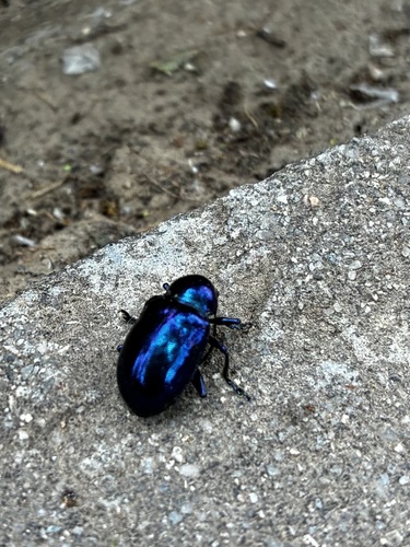 Chrysochus chinensis