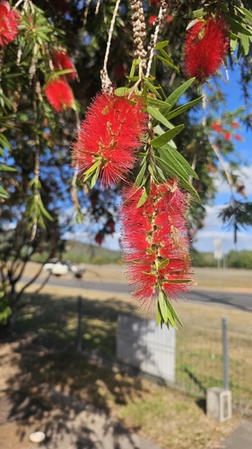 weeping bottlebrush