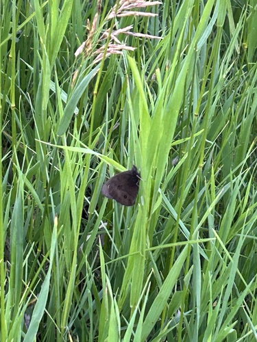 Common Wood-Nymph