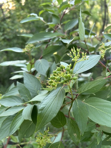 red osier dogwood