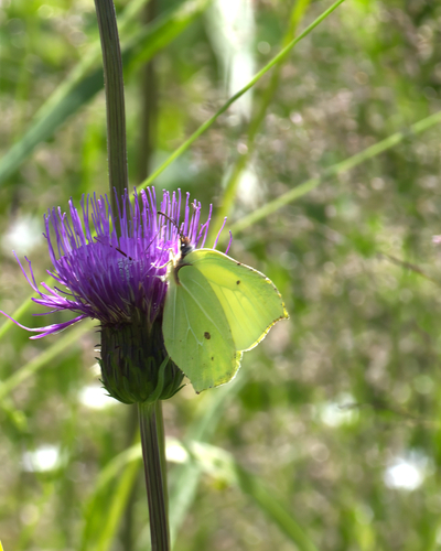 Common Brimstone