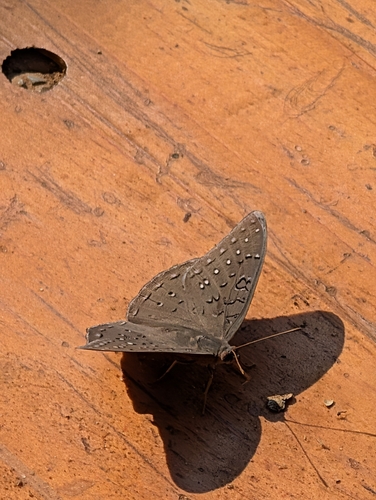 Guineafowl Butterfly