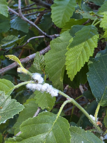 iNaturalist observation photo of Alder Sucker