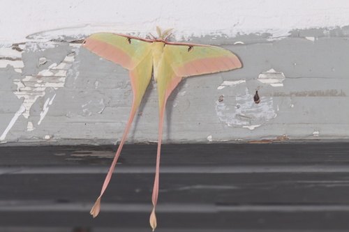 Chinese Moon Moth