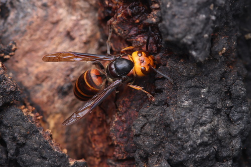 Yellow-vented Hornet