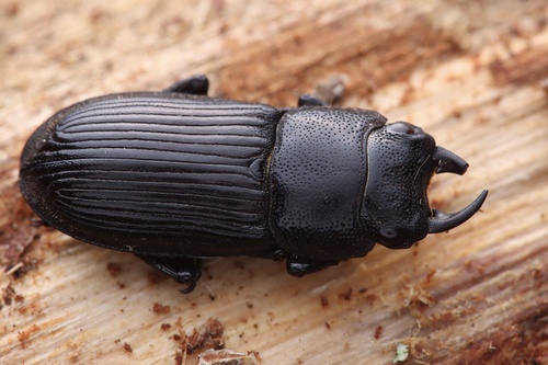 Aegus kuangtungensis