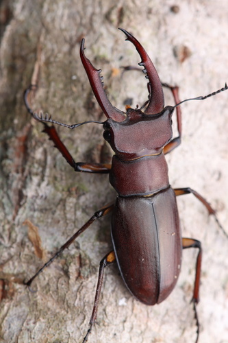 Lucanus fortunei