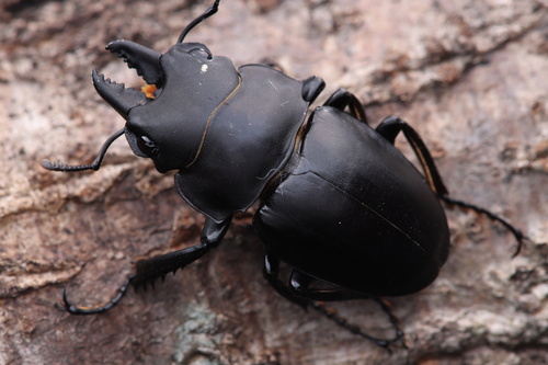Odontolabis platynota
