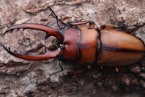 Prosopocoilus astacoides blanchardi