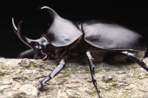 Allomyrina davidis
