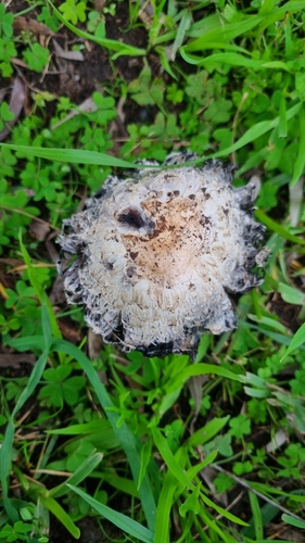 Shaggy Mane