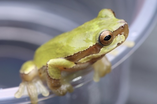 Sanchiang Treefrog