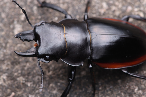 Odontolabis cuvera sinensis