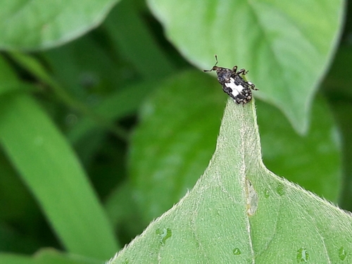 Baris x-album · iNaturalist