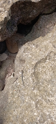 East-African Snake-eyed Skink