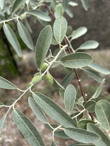 Russian olive