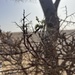 Acacia ehrenbergiana