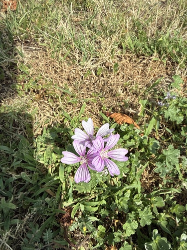 Common Mallow
