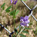 Deerpea Vetch - Photo (c) Layla, all rights reserved, uploaded by Layla