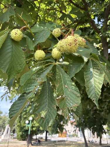horse-chestnut