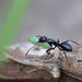 Camponotus compositor - Photo (c) jorgecalvetmagnani, all rights reserved, uploaded by jorgecalvetmagnani