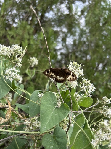 Hipparchia autonoe