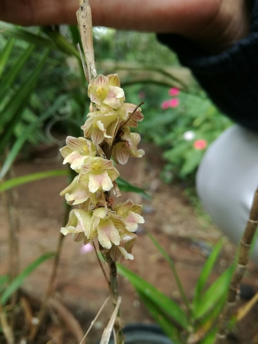 Nemaconia
